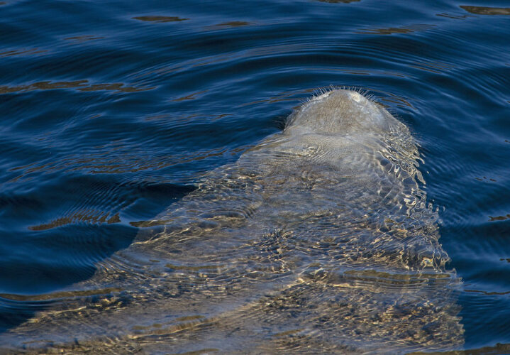 FWC Go slow and look below for manatees on the move Cape Coral Breeze